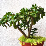 Jade XL