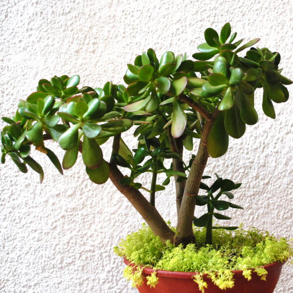 Jade XL