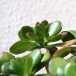 Jade XL