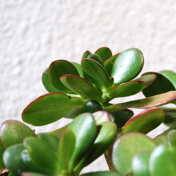 Jade XL